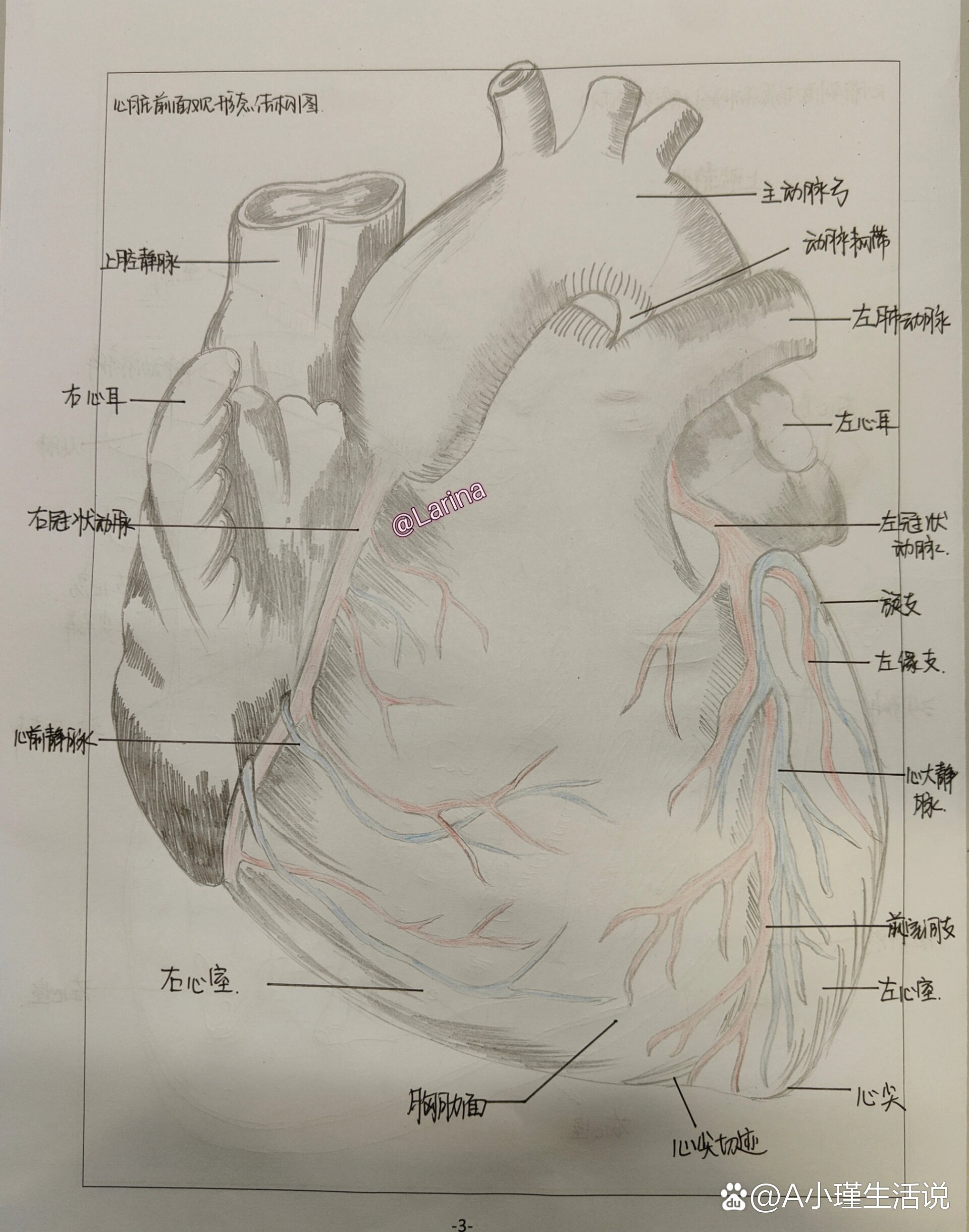 心的前面观手绘图图片