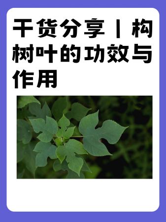 干货分享|构树叶的功效与作用