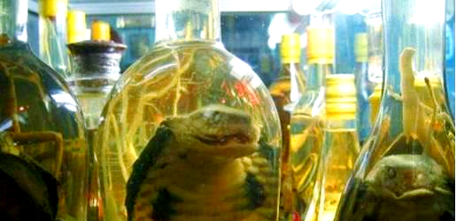 探秘药酒世界的“五毒”及其神奇功效