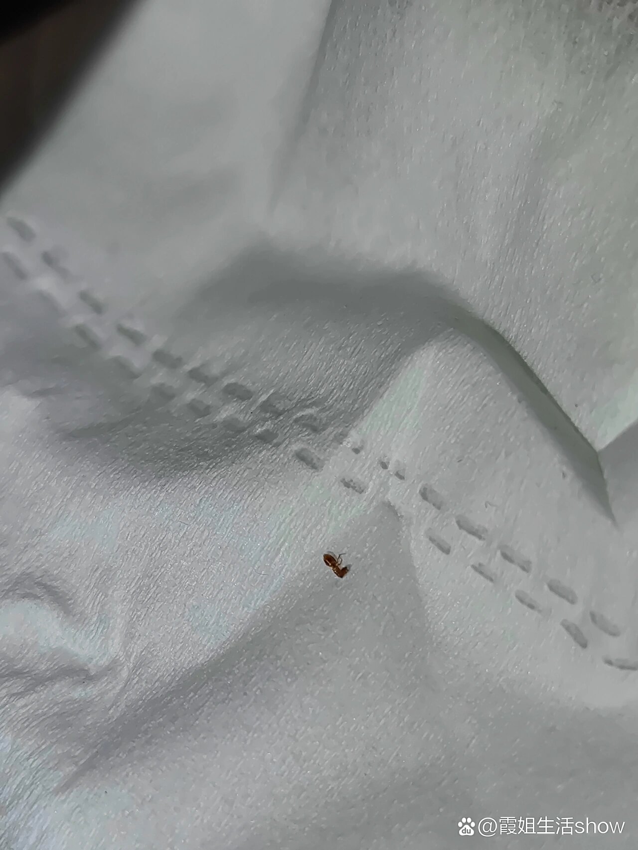 红蚂蚁肿腿蜂04被咬多了会中毒么07