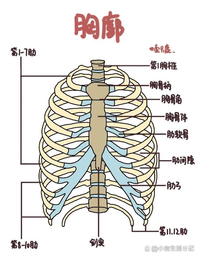 剑突体表图片