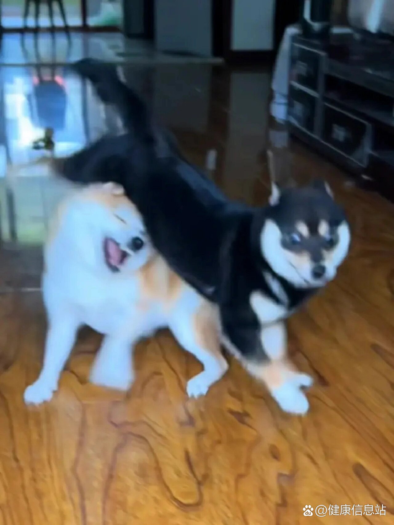 夏日【狗狗驱虫】怎么选?