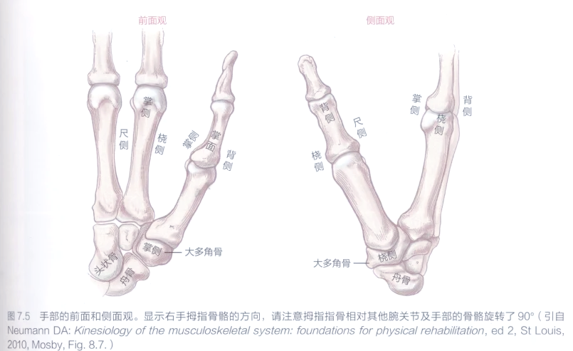手部结构与功能详解