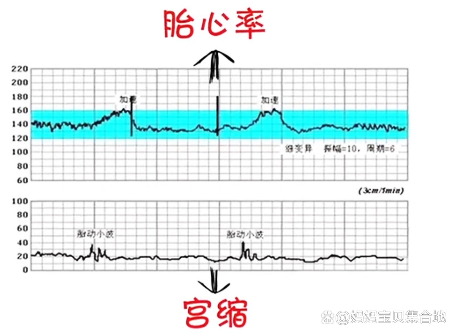 孕期胎心率对照表图片