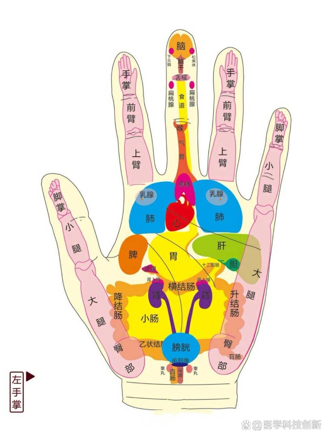 中医干货 手掌对应的五脏六腑