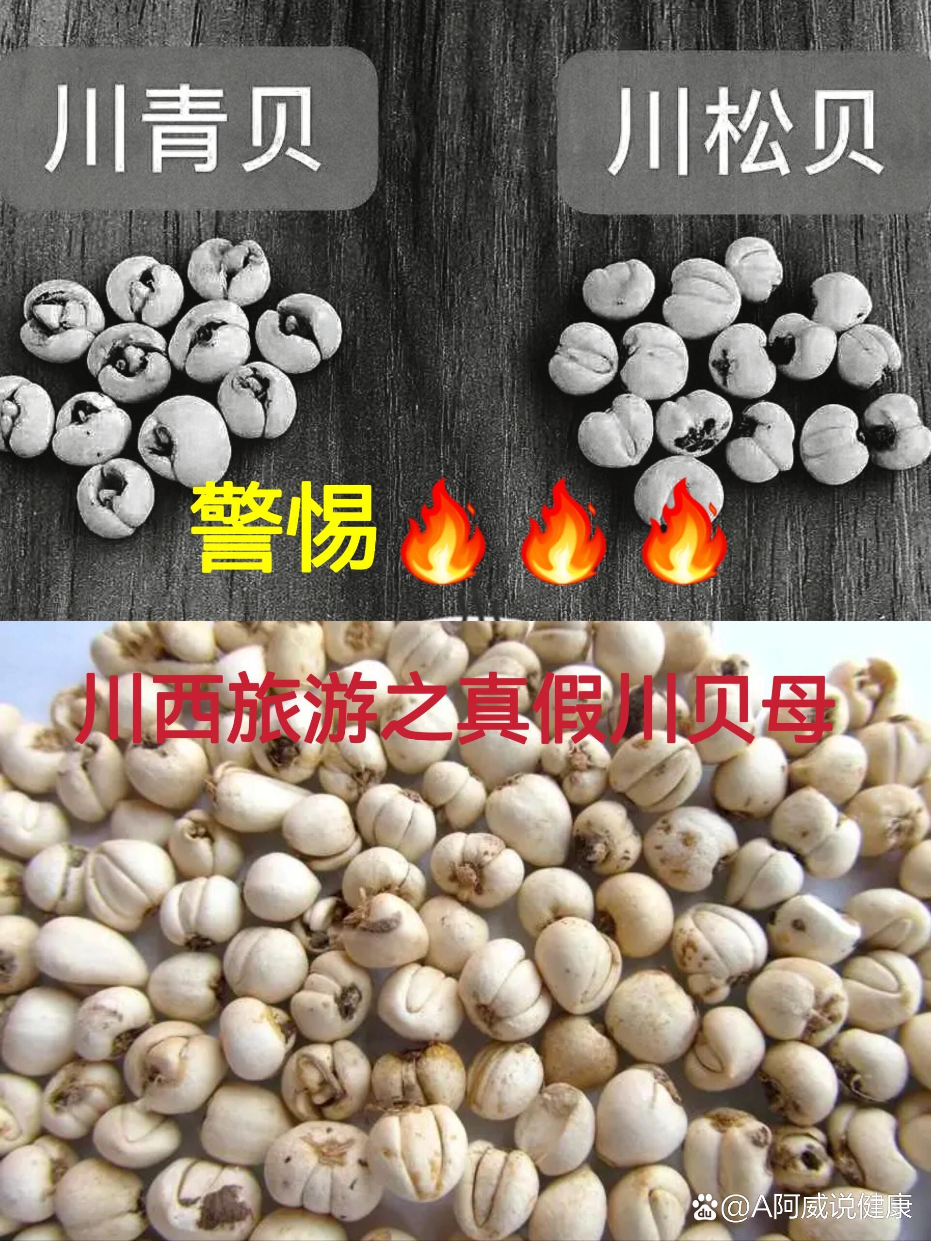 9797川西旅游,警惕特产坑(川贝母)