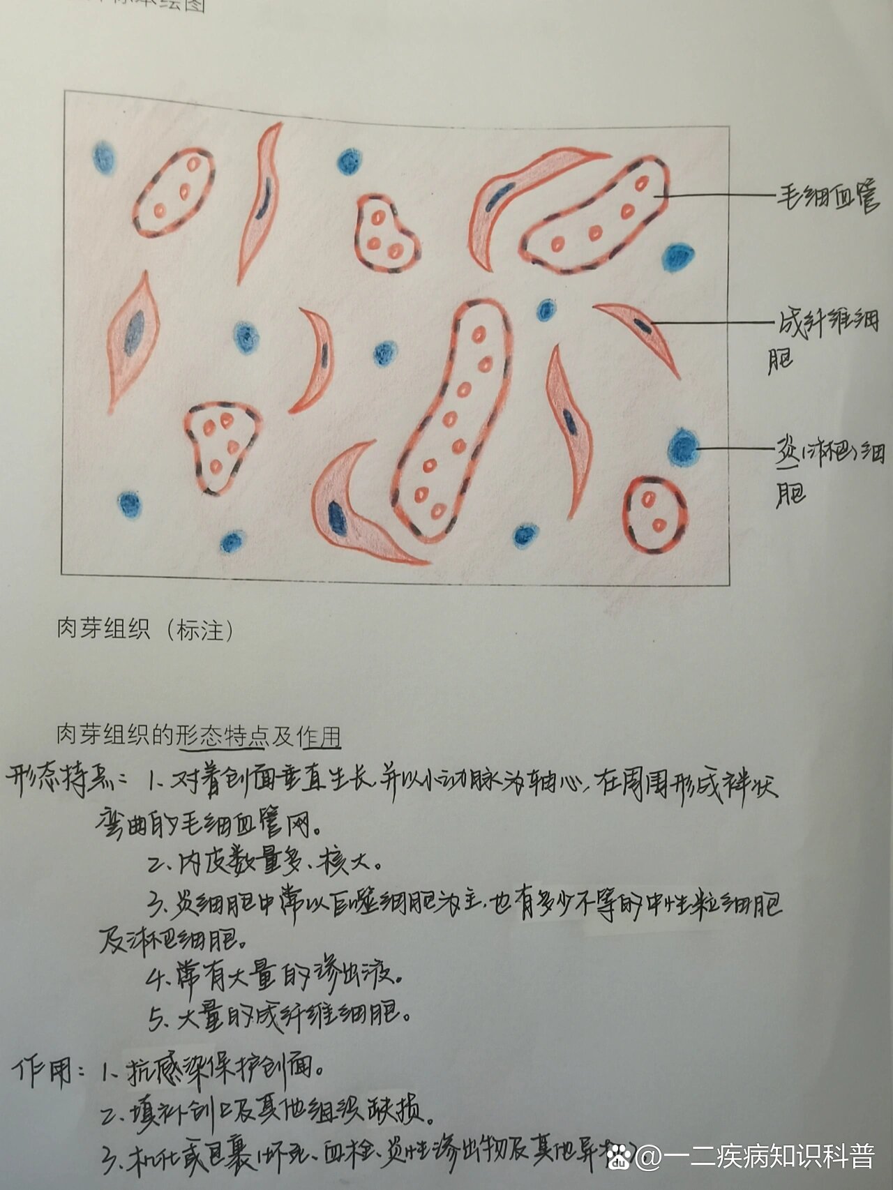 心肌细胞切片手绘图片