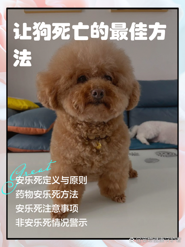 狗狗安乐死的正确方式