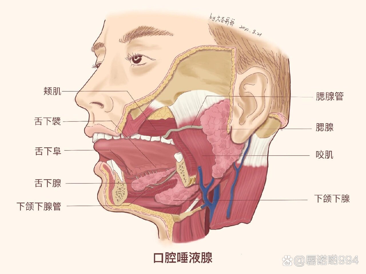 腮腺管堵塞图片