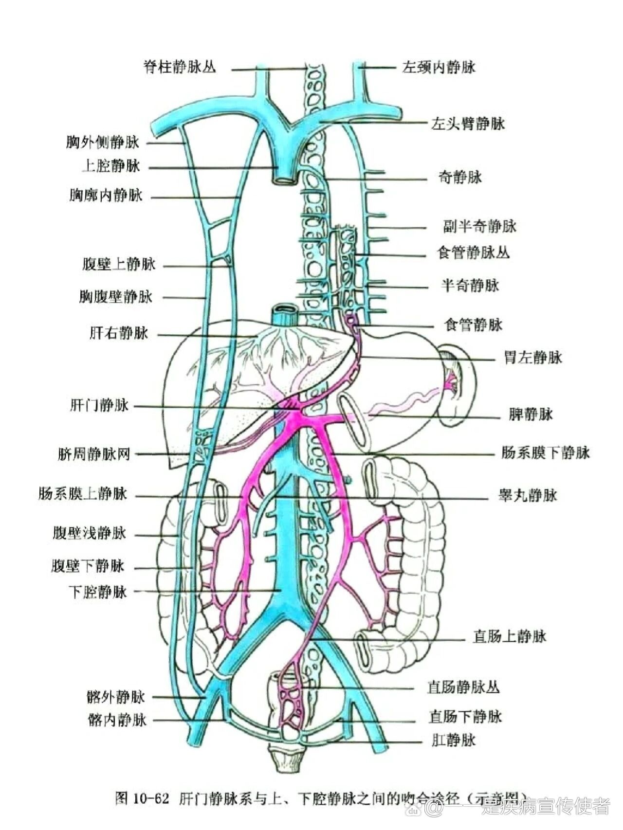 🔥静脉血管走形分布图🔥