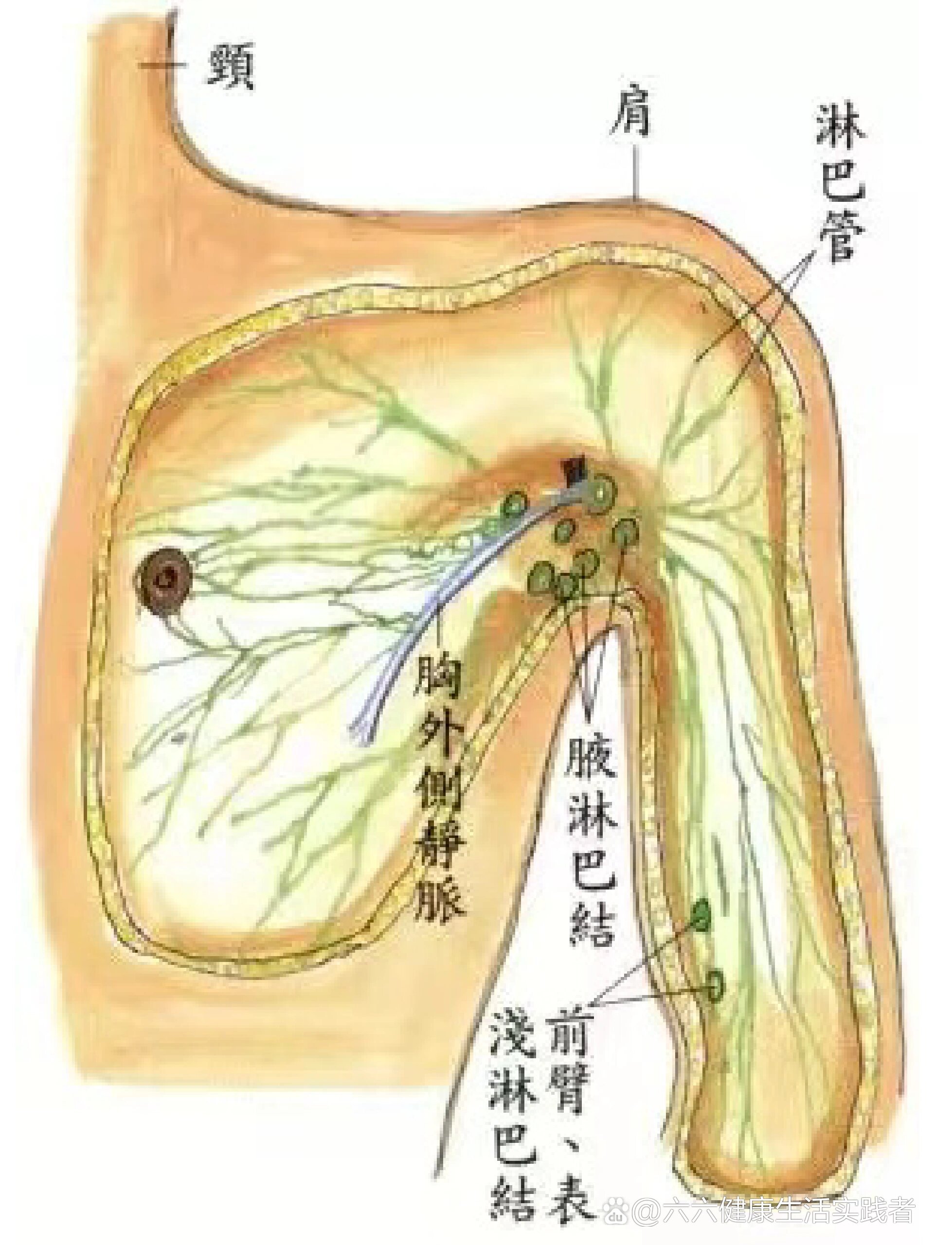 人体五大淋巴位置图图片