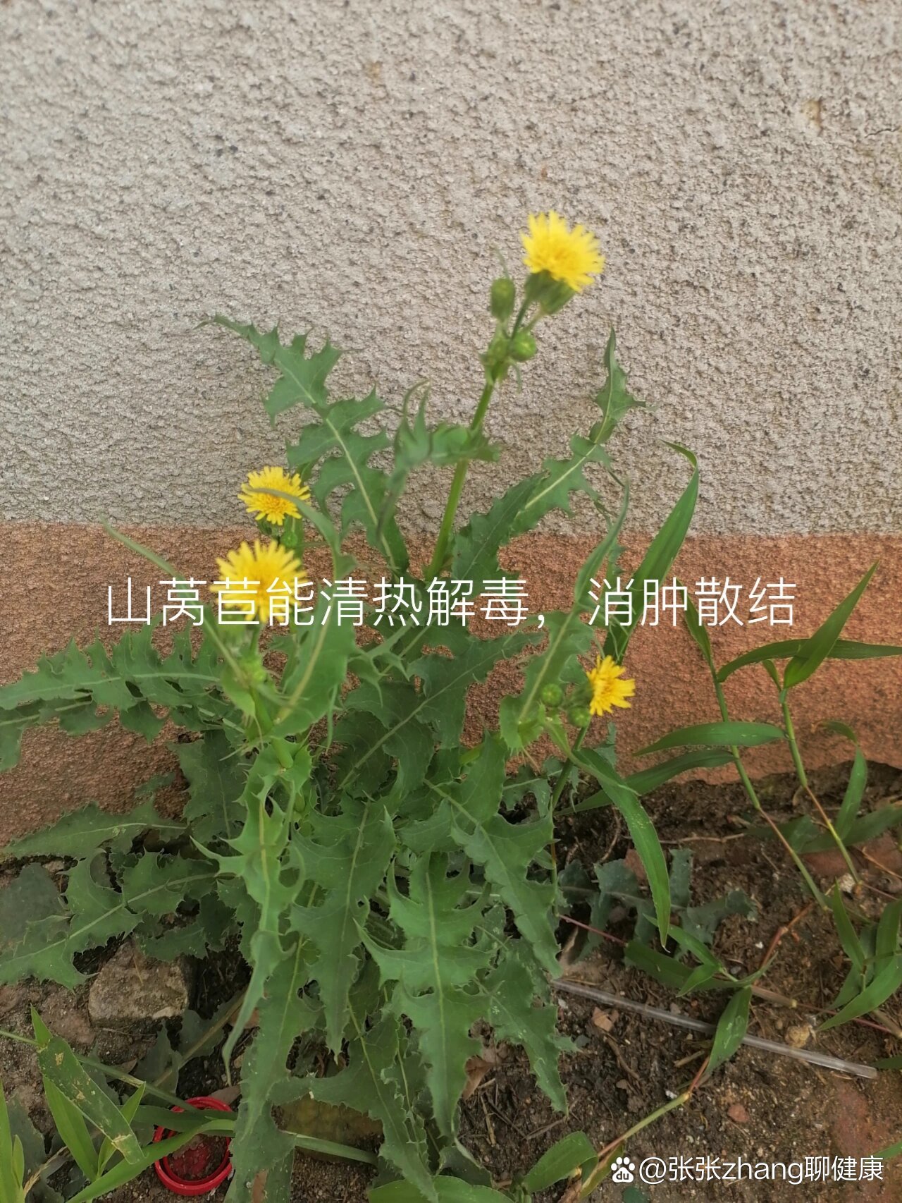  p>山莴苣,又称见肿消 br>能清热解毒,消肿散结 /p>