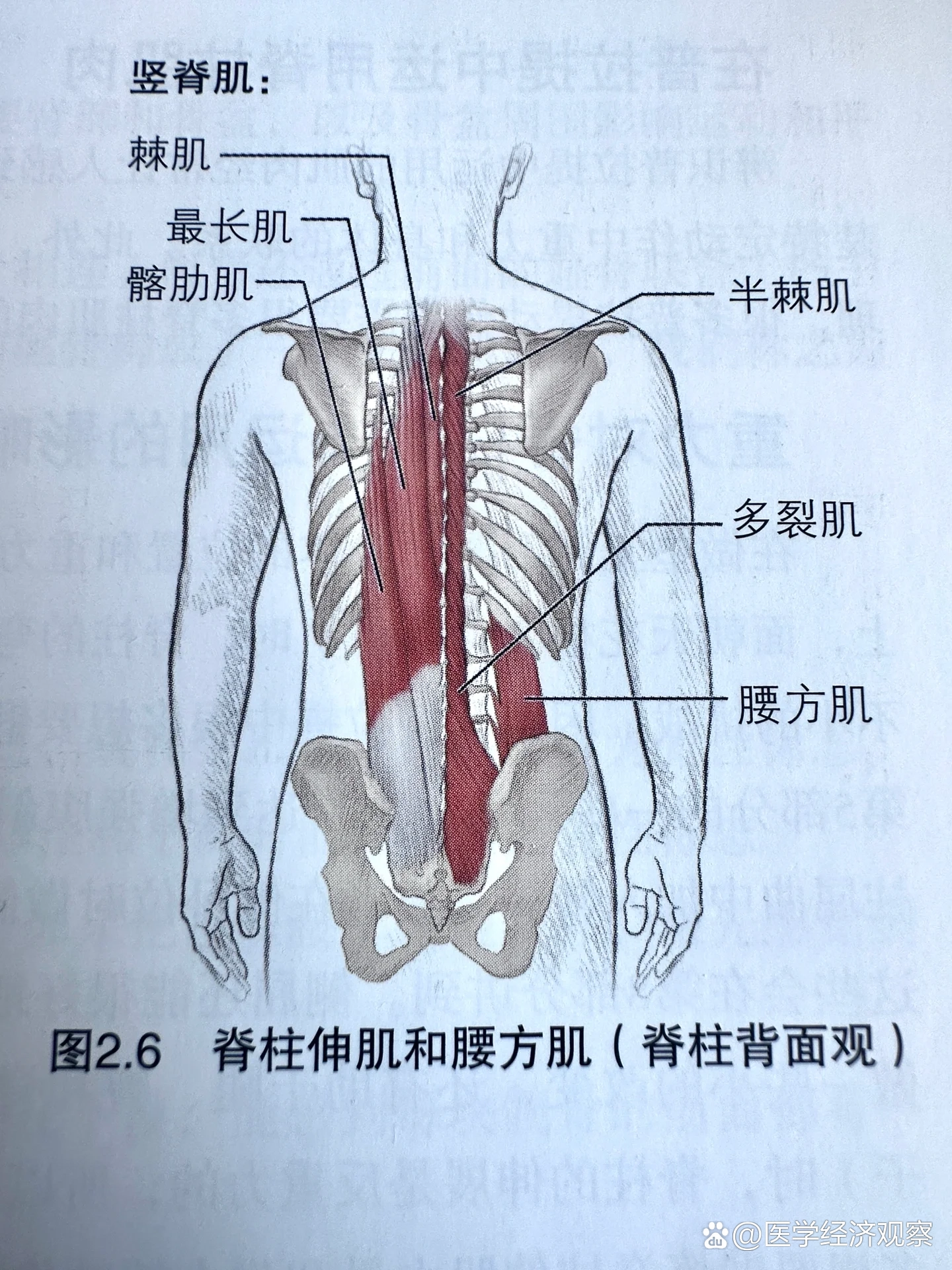 椎旁肌肉解剖图片