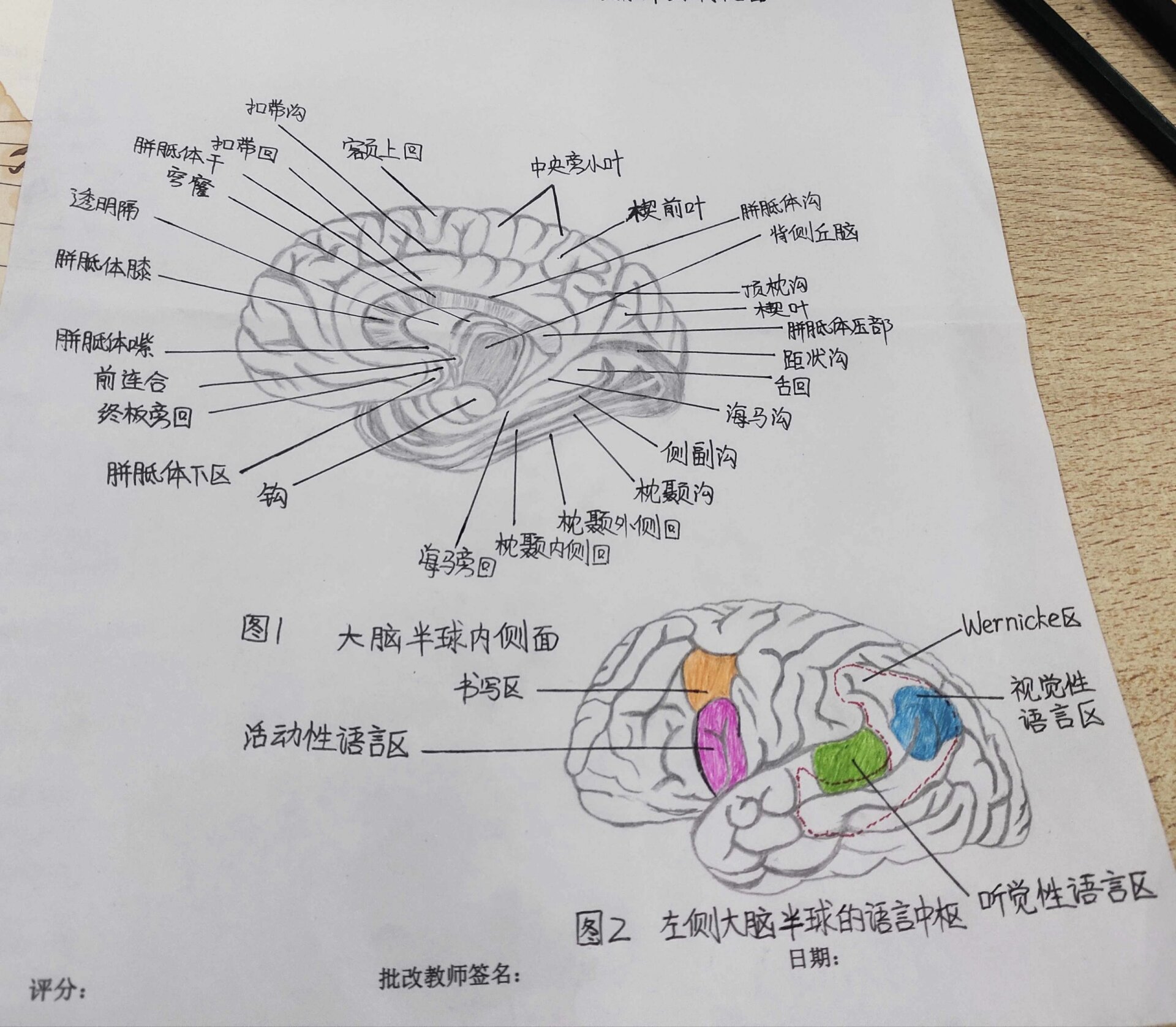 大脑语言中枢分布图图片