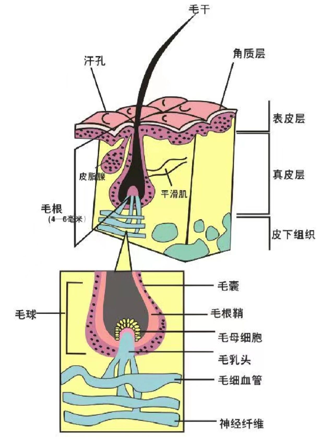 皮脂腺科普