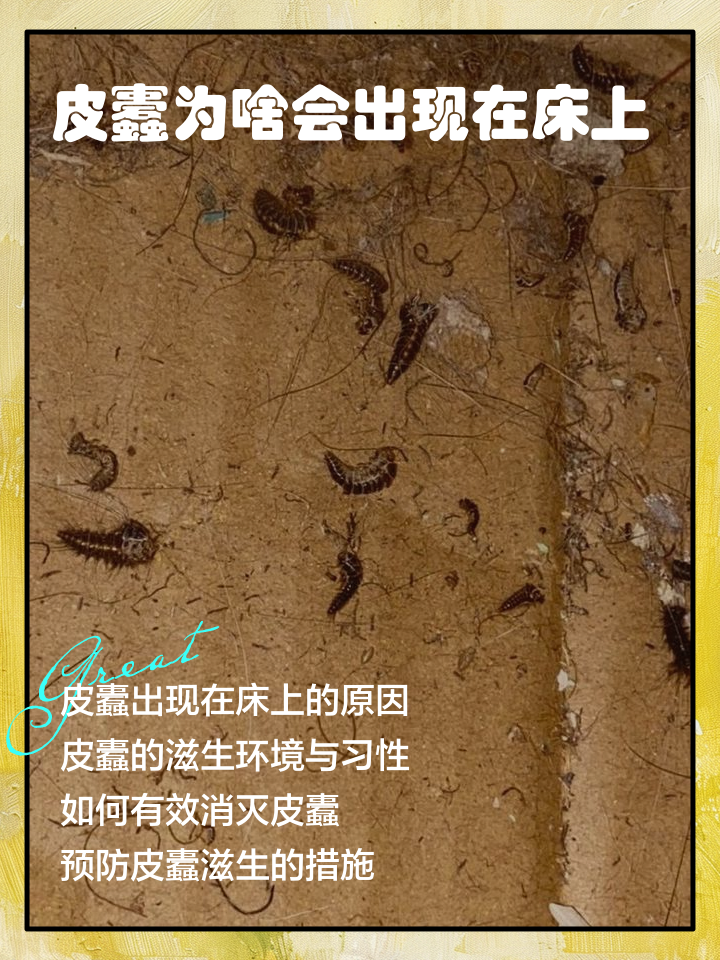 皮蠹为啥会出现在床上