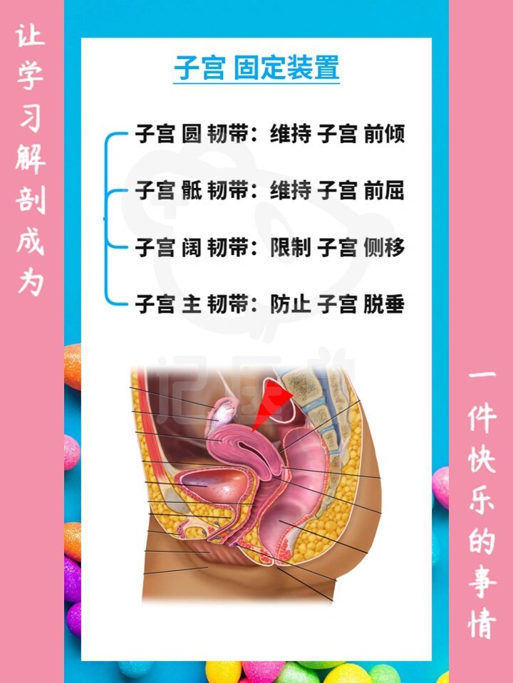 解剖 子宫 近距离图片