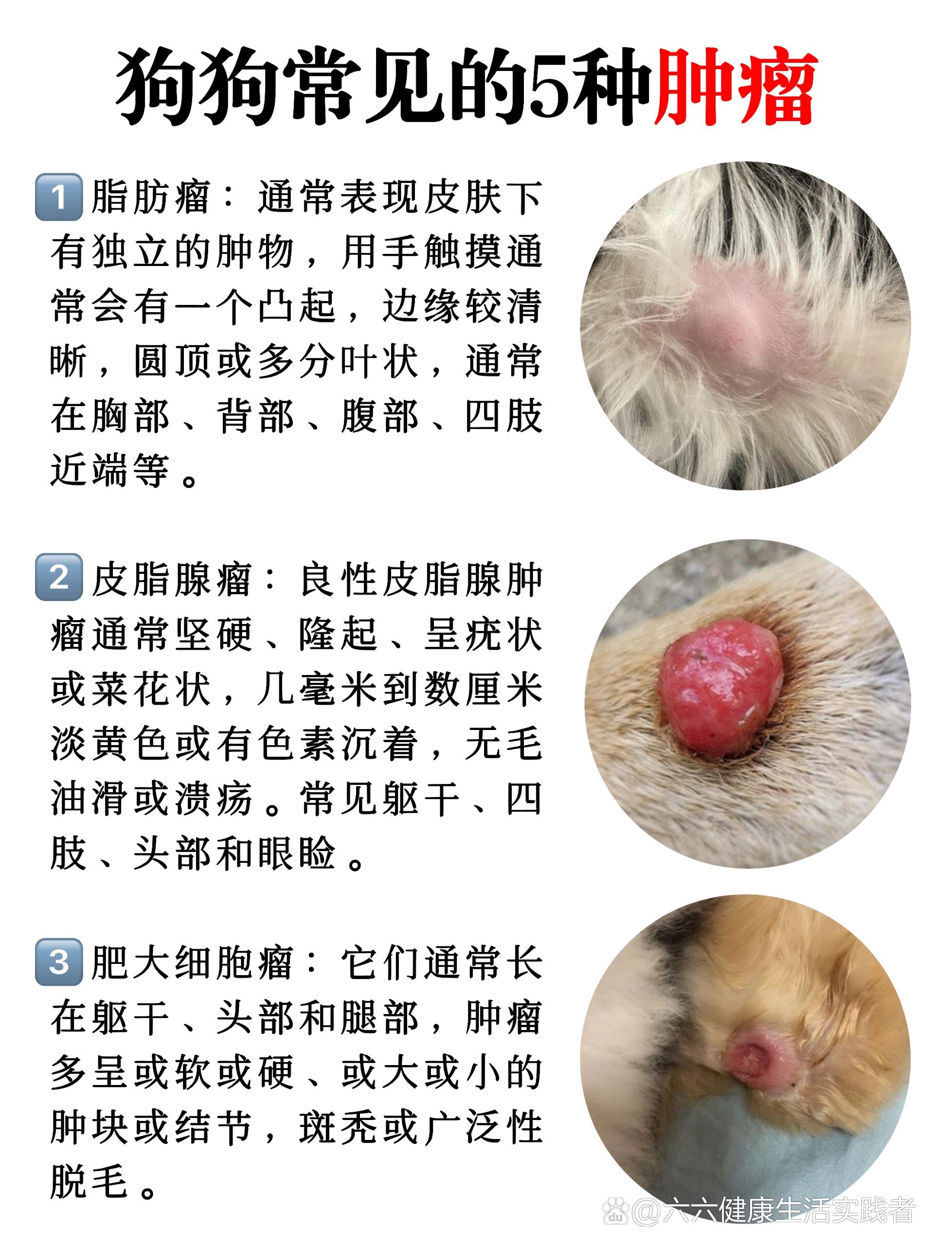 狗狗肛周腺瘤小偏方图片