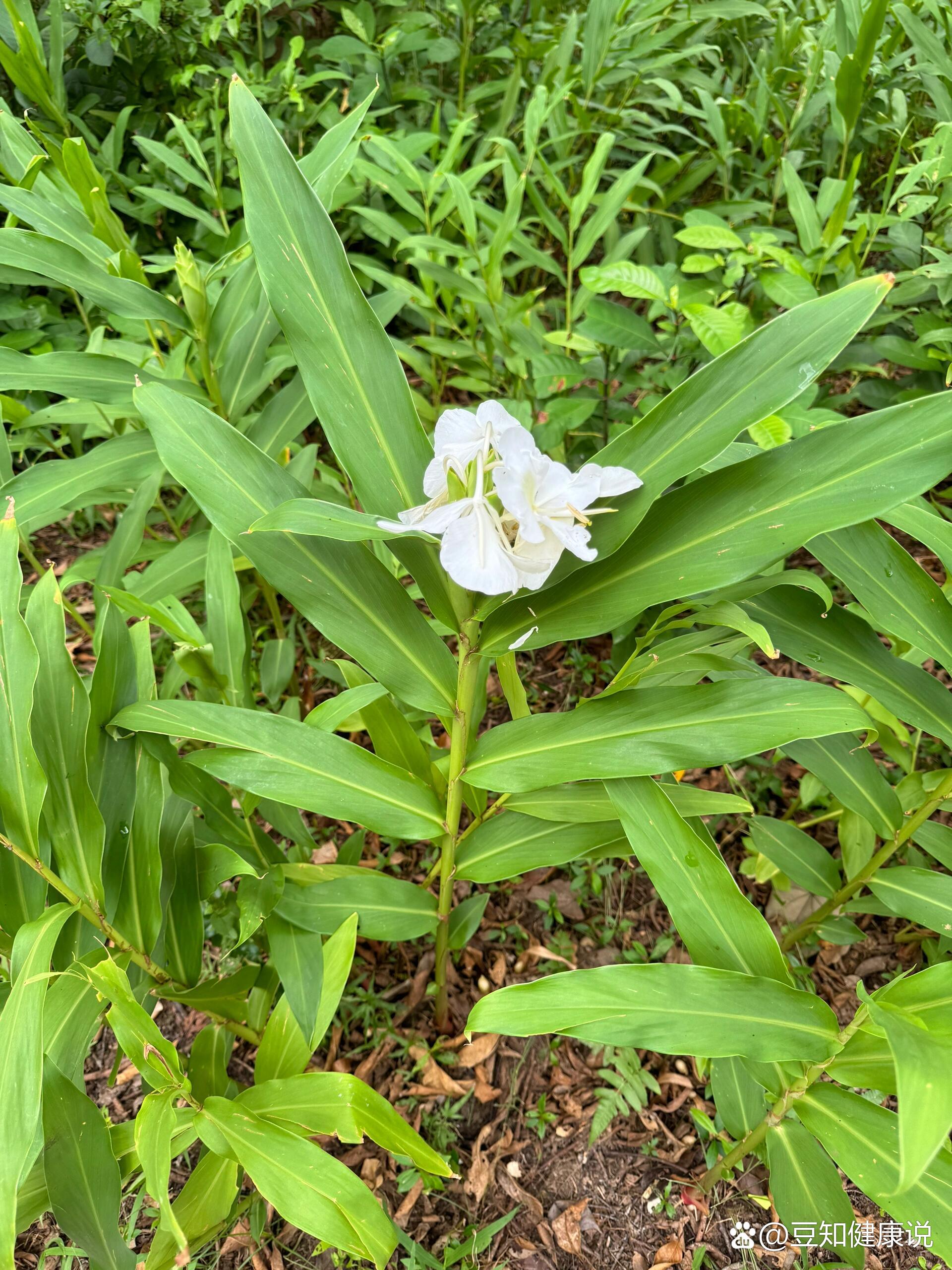 姜花的「根茎」及「果实」入药