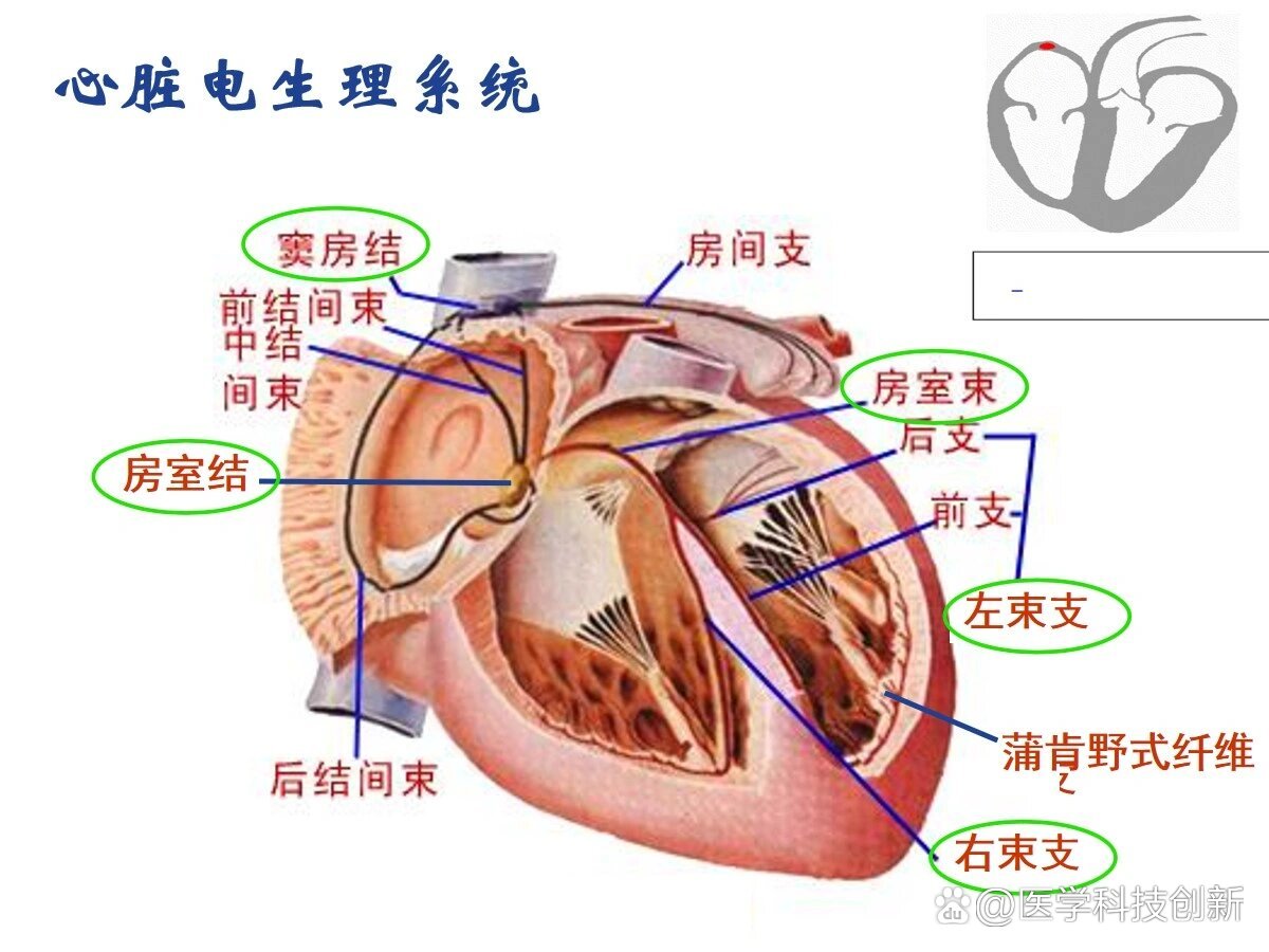  p>心脏解剖图 br>心脏解剖结构图谱 /p>