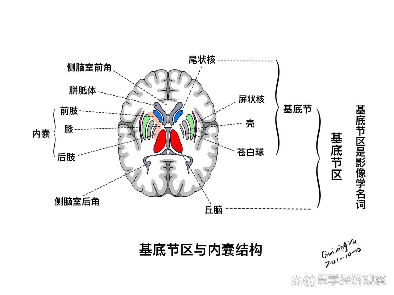 基底节区解剖与定位