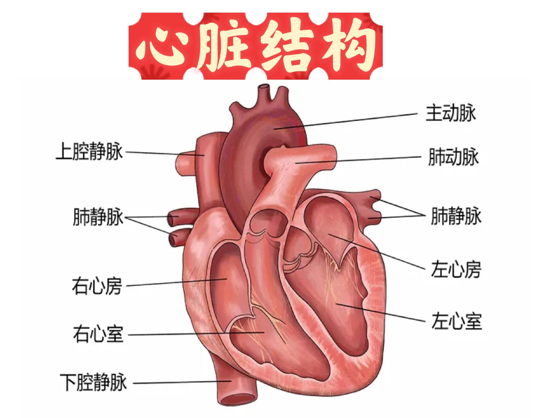 心脏解剖