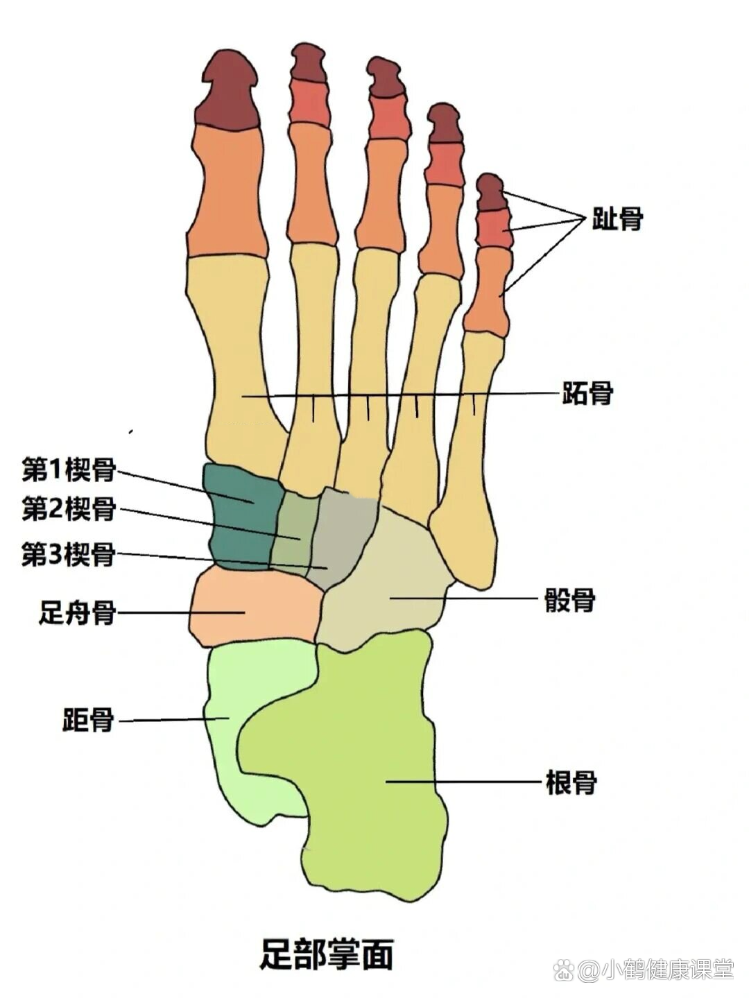 第一楔骨在哪个位置图片