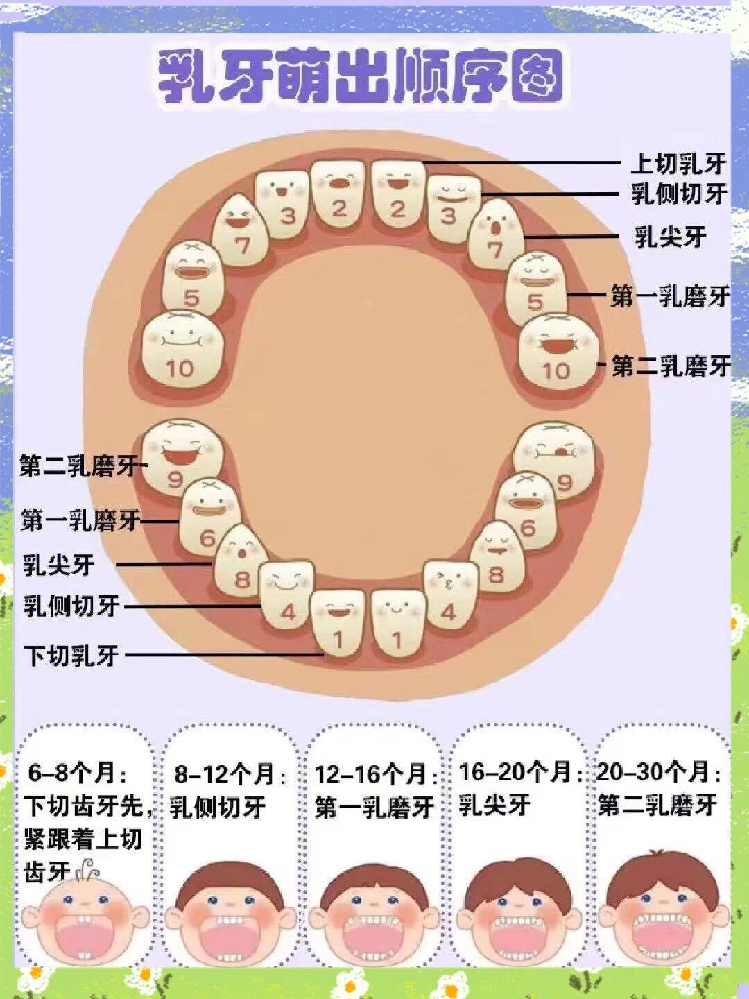 乳牙萌出时间及顺序饭团儿在8个月时,就已经长出6颗小乳牙了