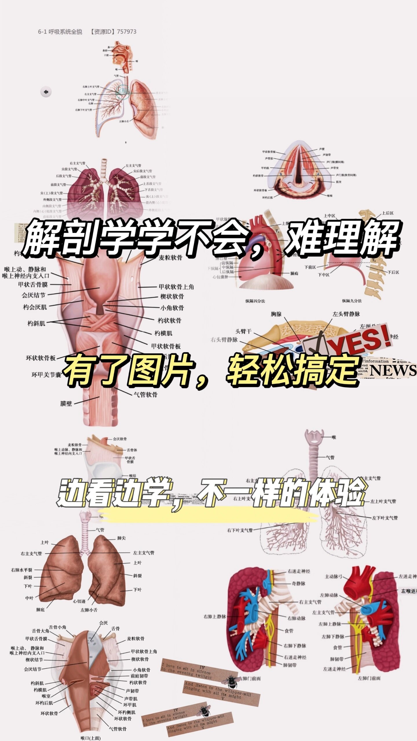 解剖学图片——呼吸系统