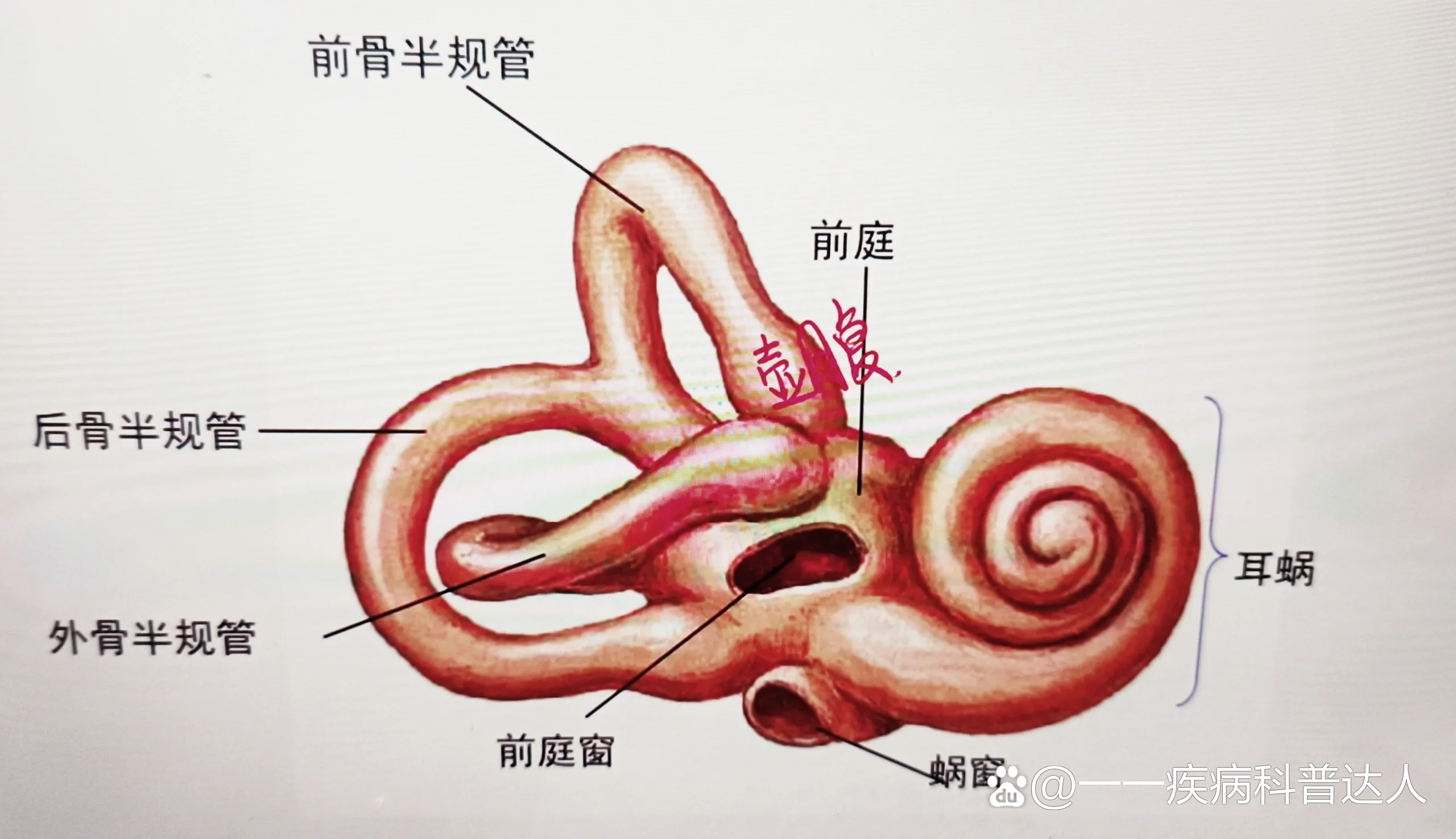 前庭蜗器的解剖结构图图片