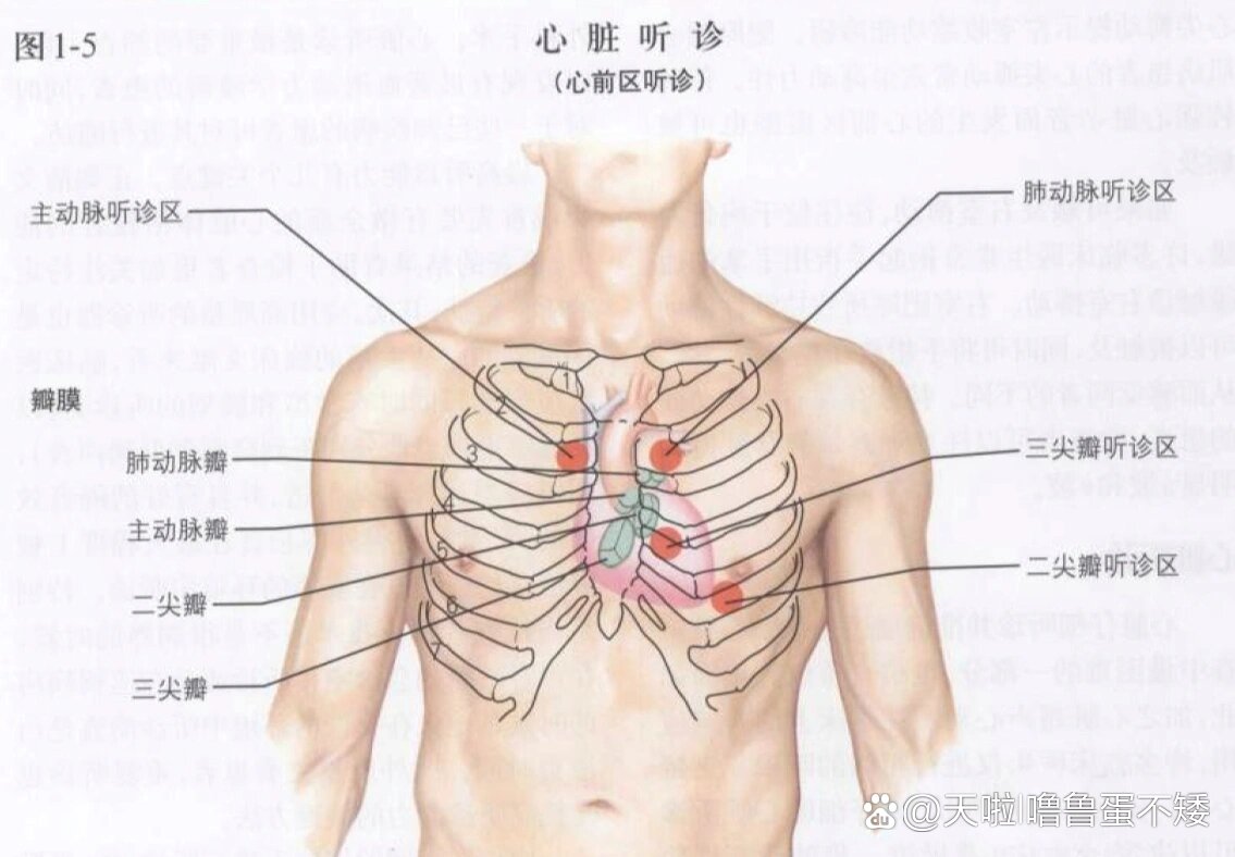 心脏听诊部位及杂音的判断