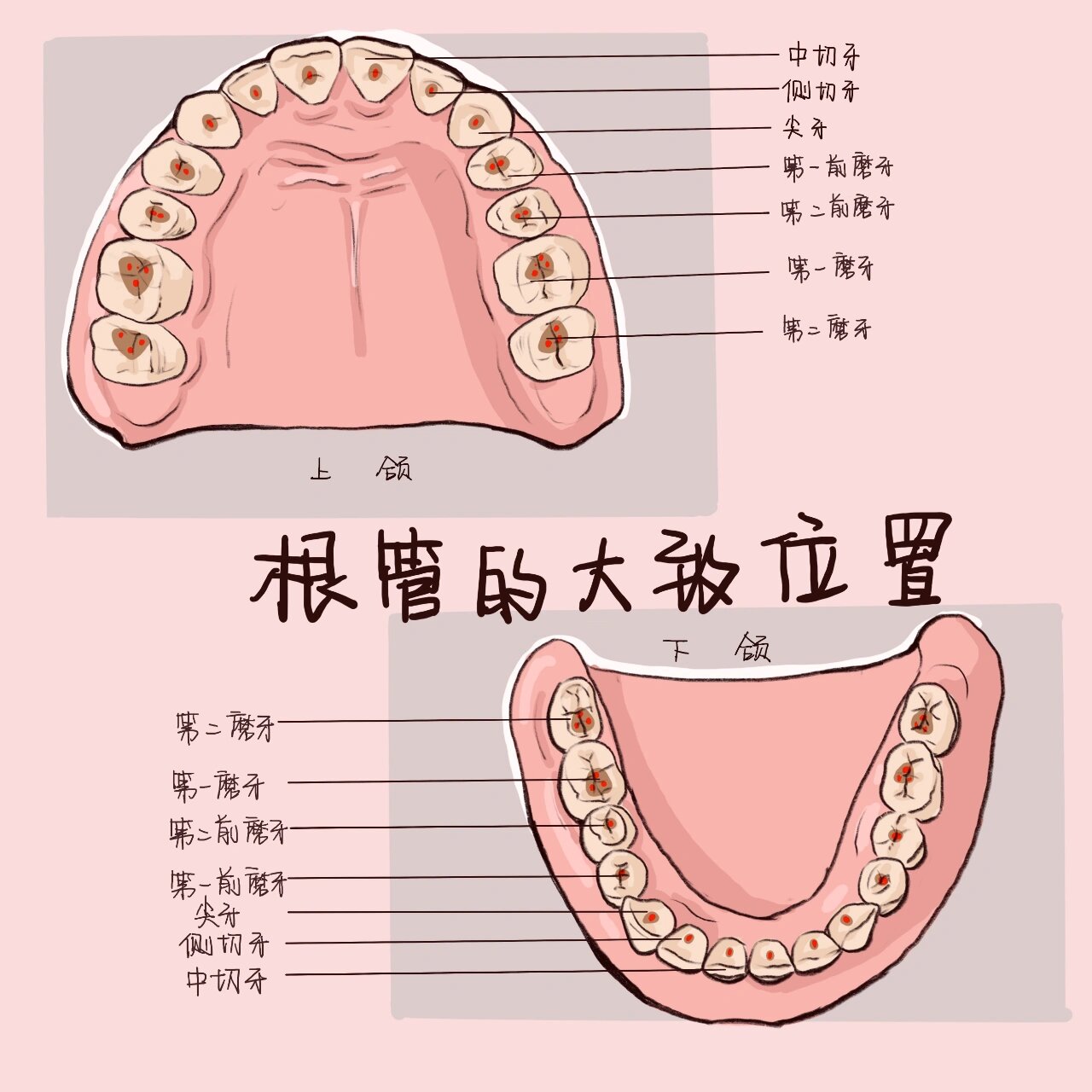 髓索和髓窦示意图图片