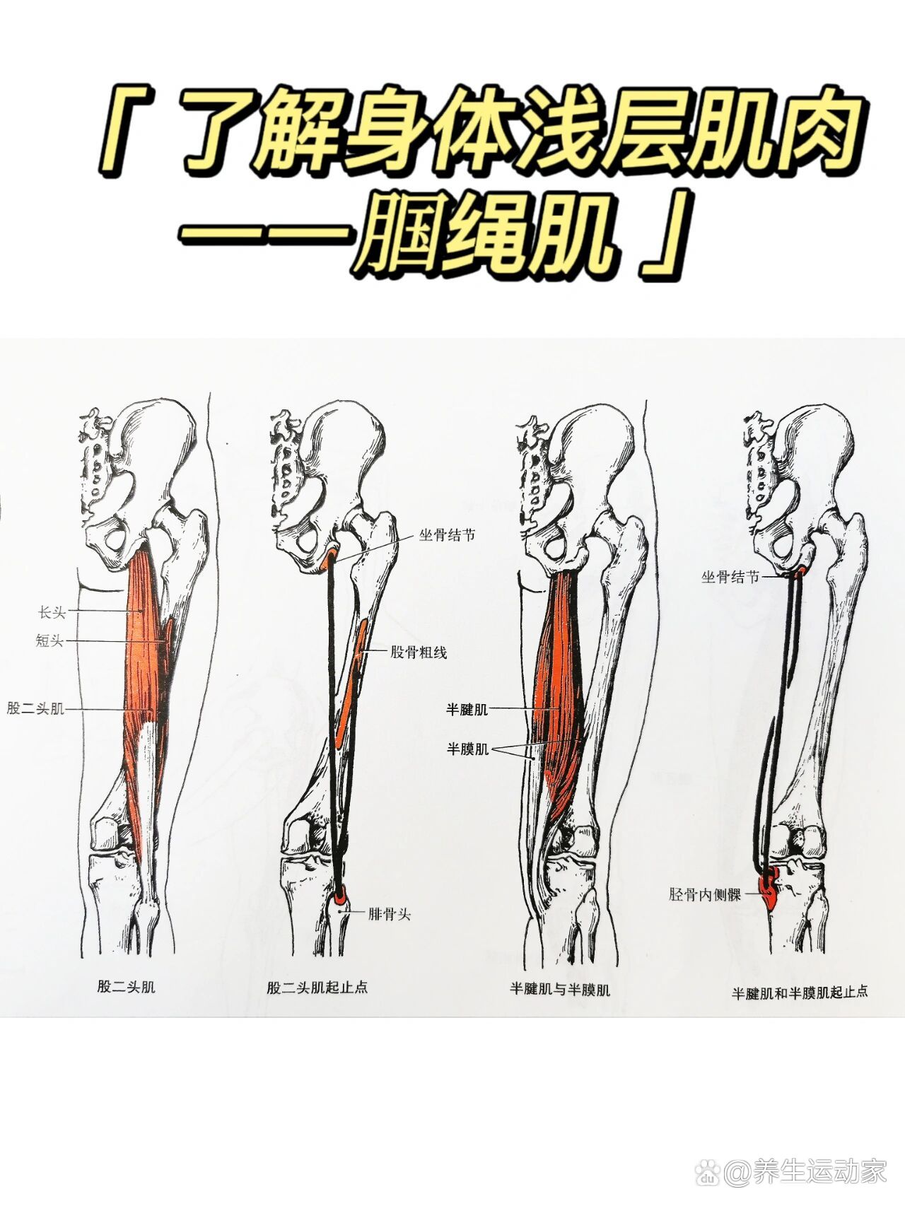 了解身体浅层肌肉