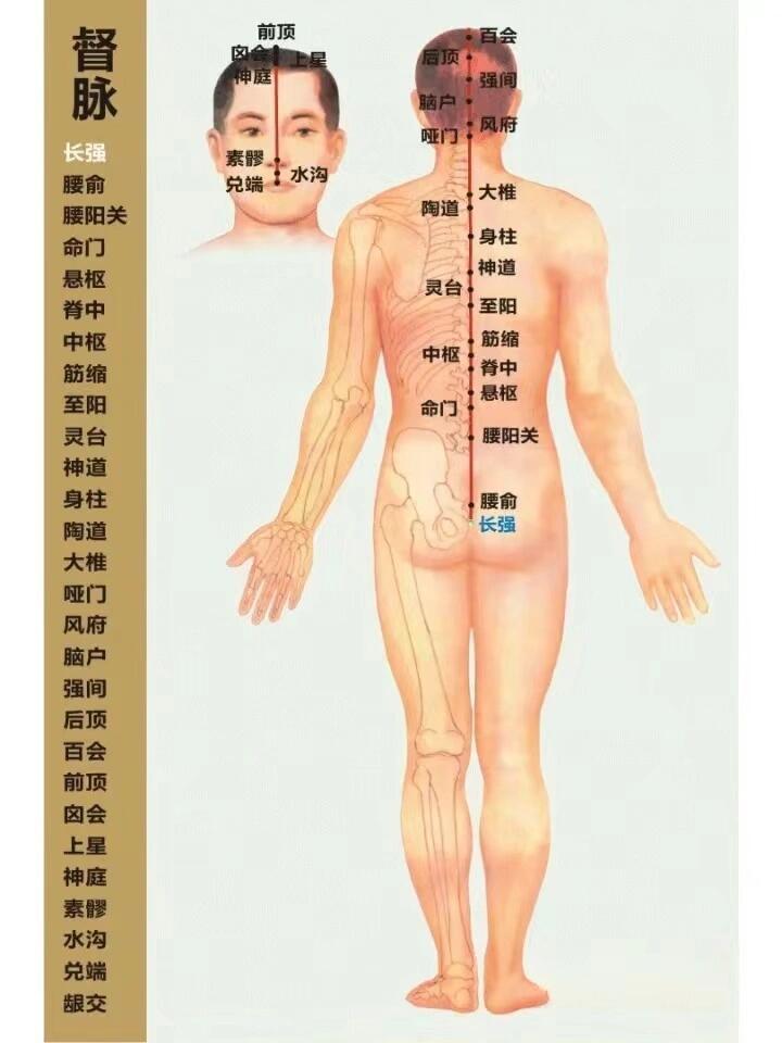 十四经络之督脉