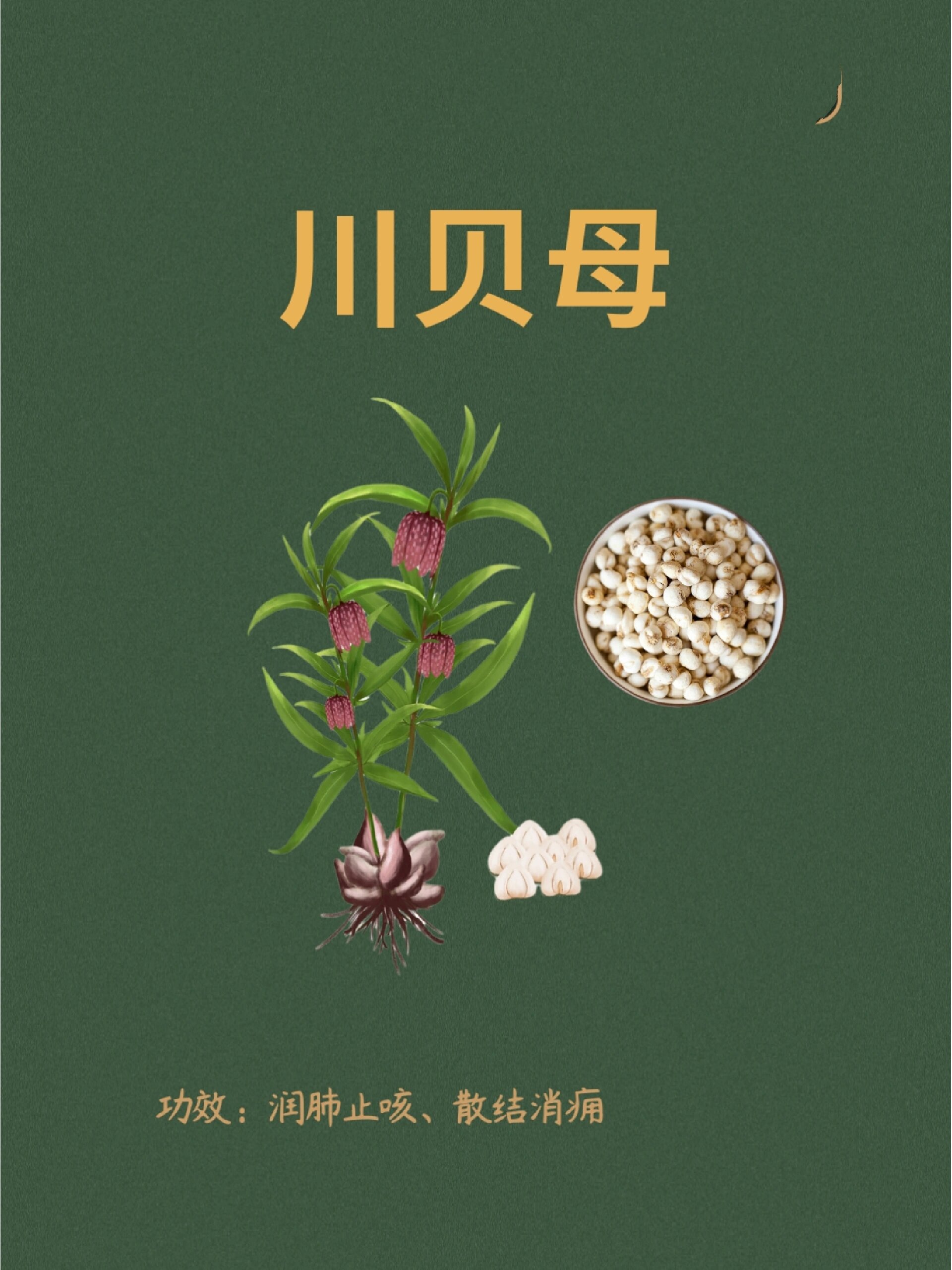 p每天认识一味药?川贝母brbr?别名贝母川贝松贝母虻