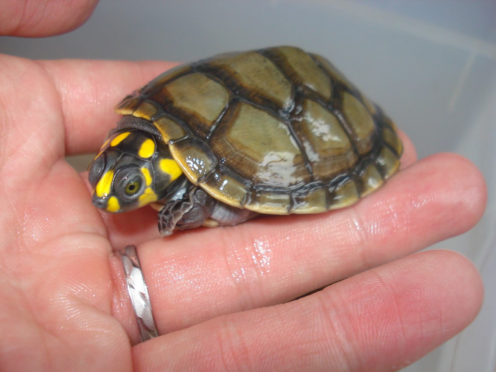 十大智商最高的龟｜龟界“最强大脑”排行榜，你猜谁夺冠？