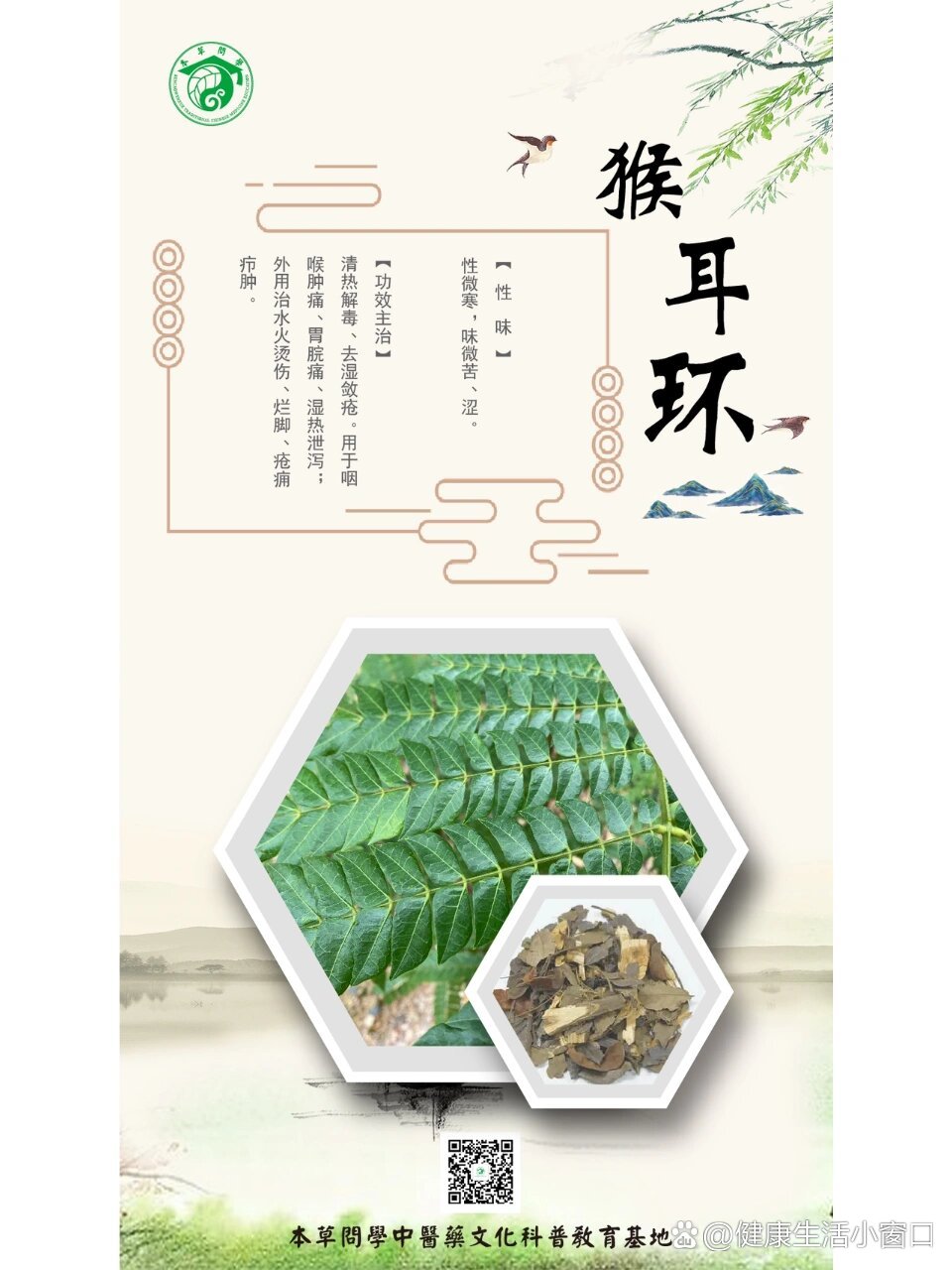 与大家分享每日中草药91——猴耳环