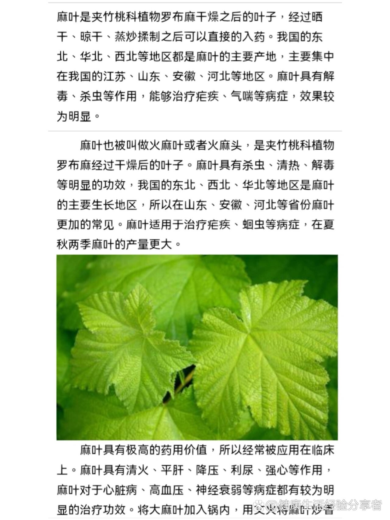 麻叶的做法图片