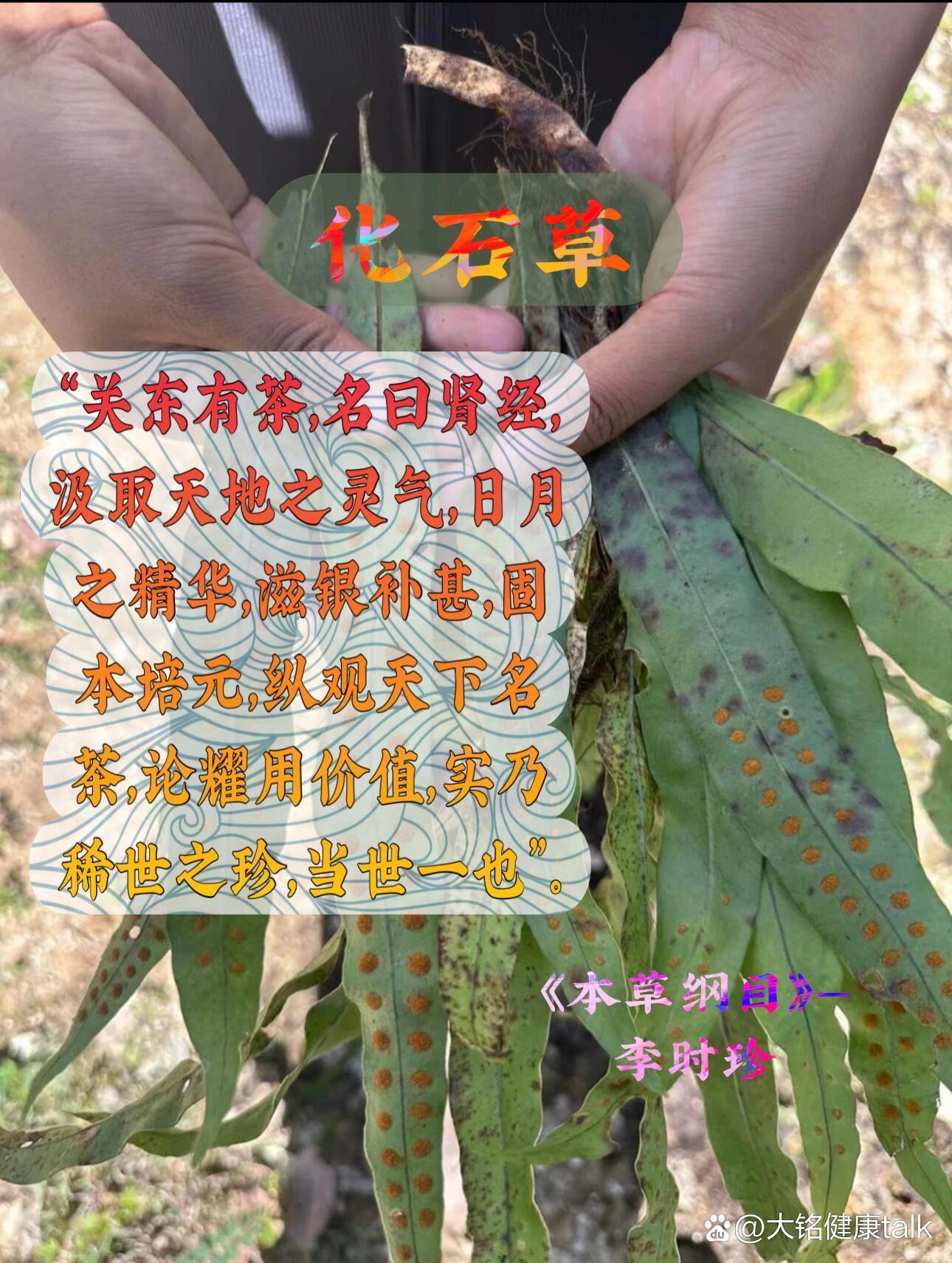 肾精茶,肾精草,嗷嗷叫, br>据《本草纲目》记载:"关东有茶,名曰肾精