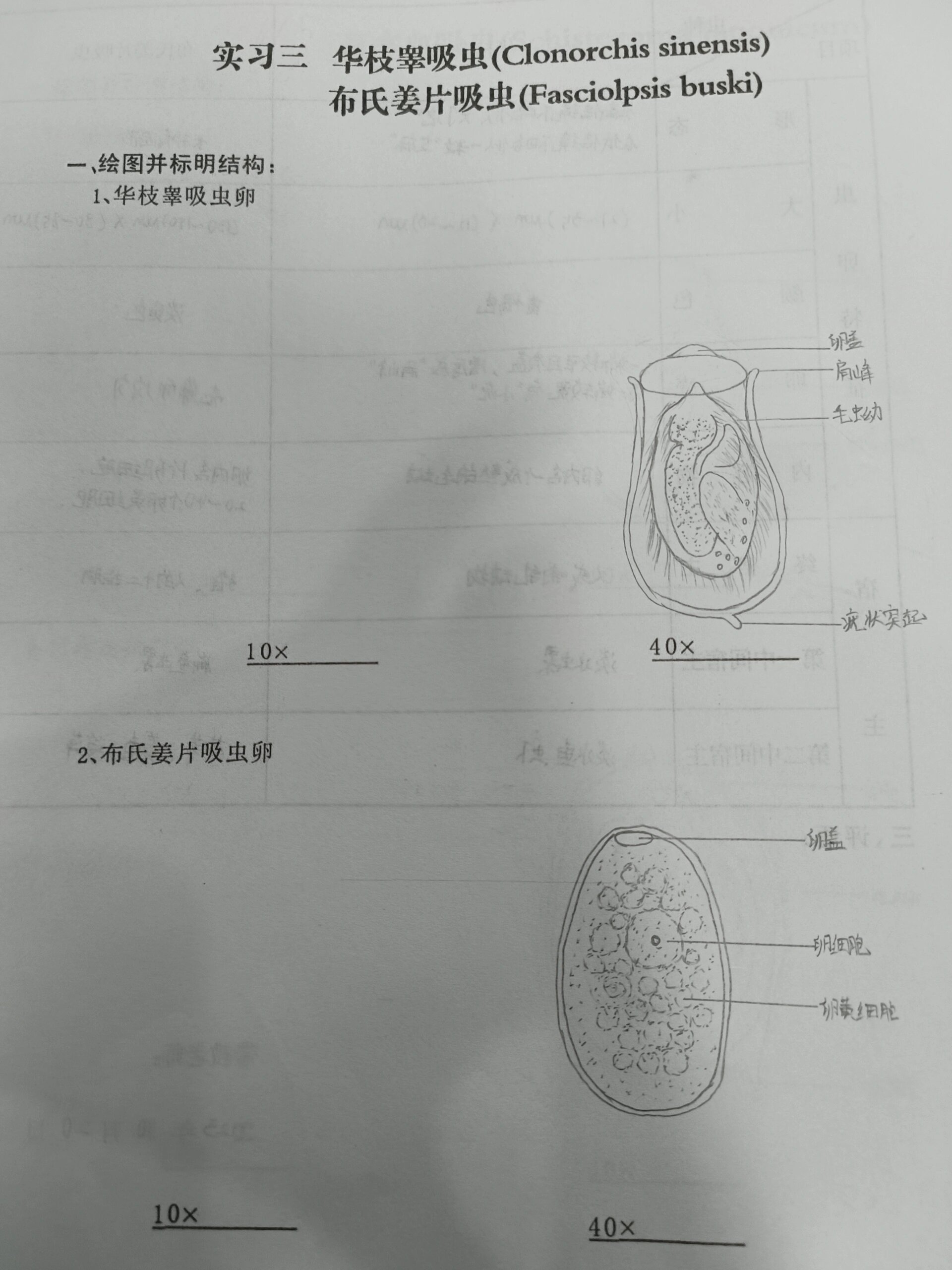 华支睾吸虫手绘图片