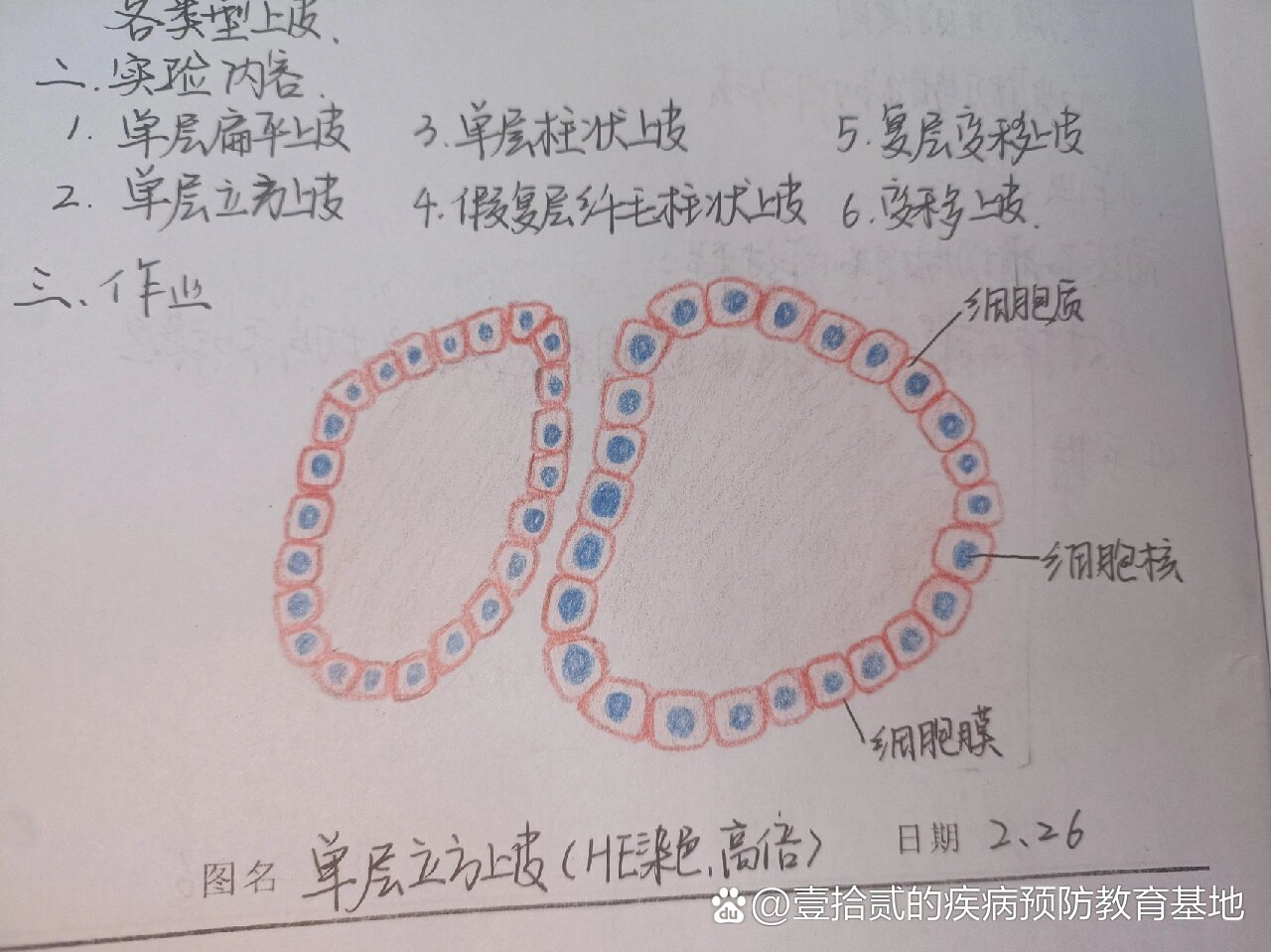 单层立方上皮