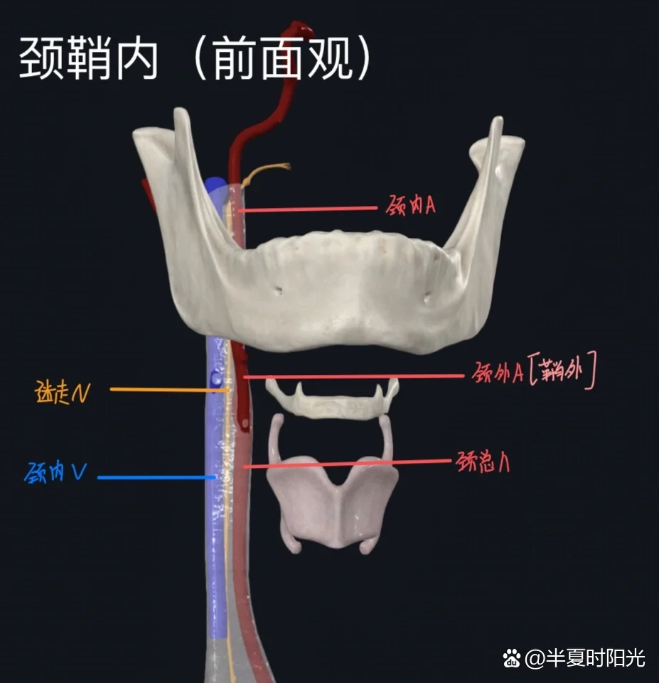 glisson纤维鞘解剖图图片