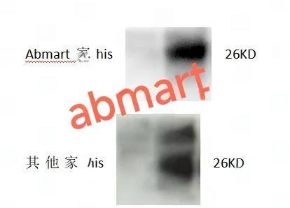 abmart抗体，WB新体验！