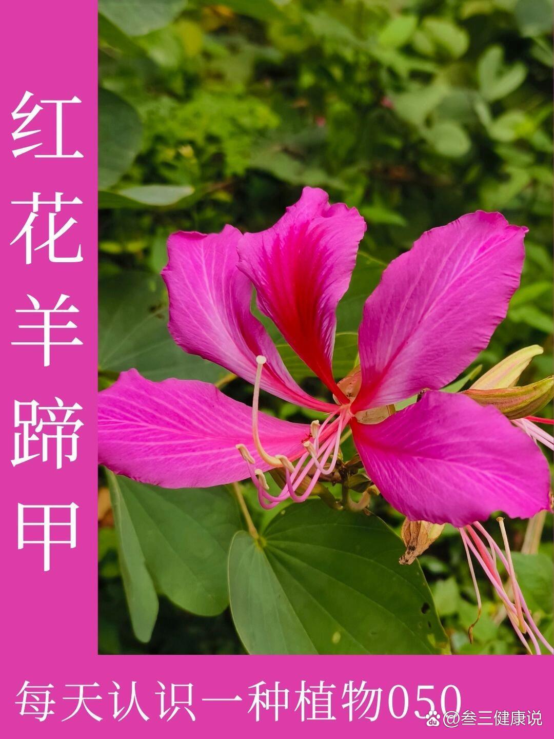  p>每天认识一种植物050 | 红花羊蹄甲 br>每天认识一种植物050