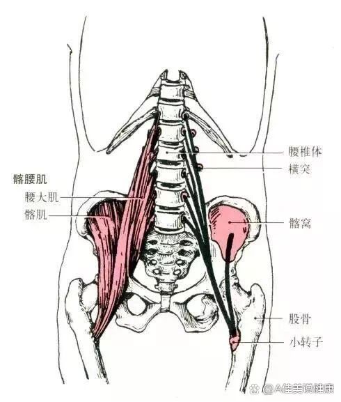 髂骨周围肌肉解剖图片