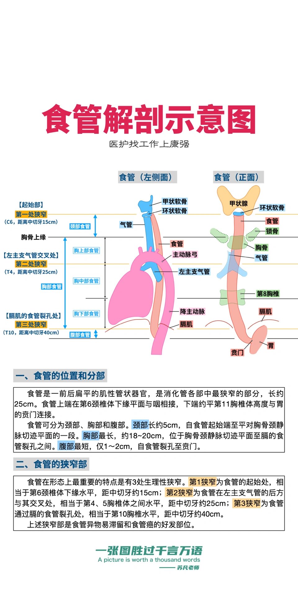 食管解剖示意图