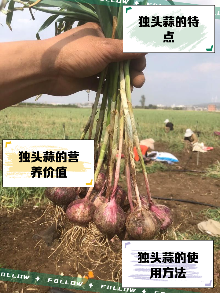 独头蒜