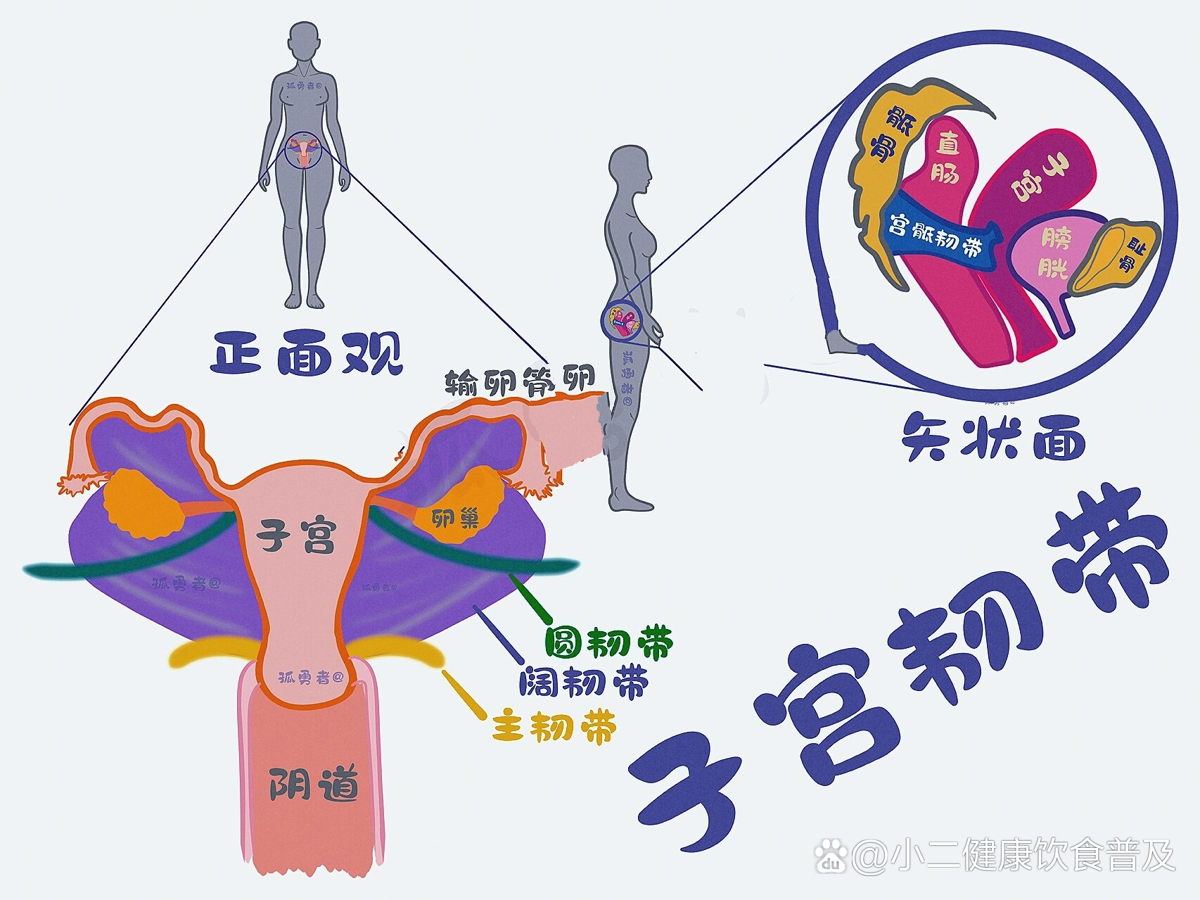 子宫阔韧带位置图片