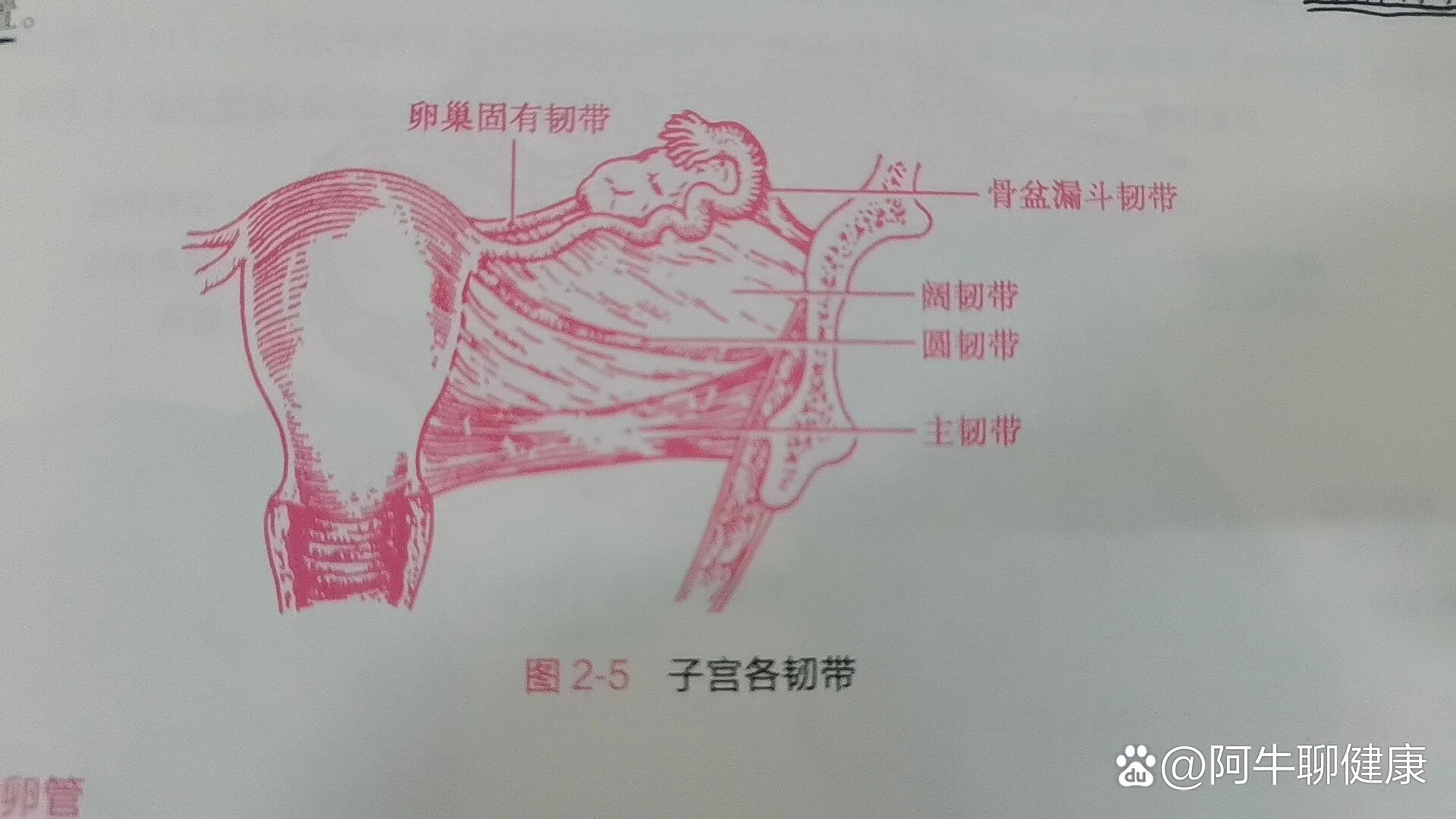 阑尾子宫的位置示意图图片