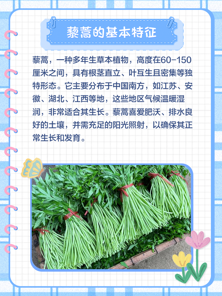 藜蒿的特征与食用指南